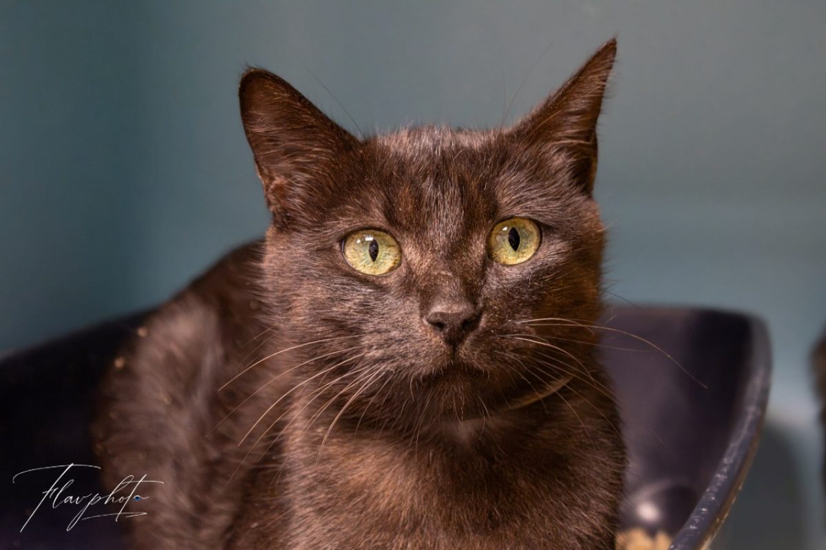 Bruneau - Chat à adopter
