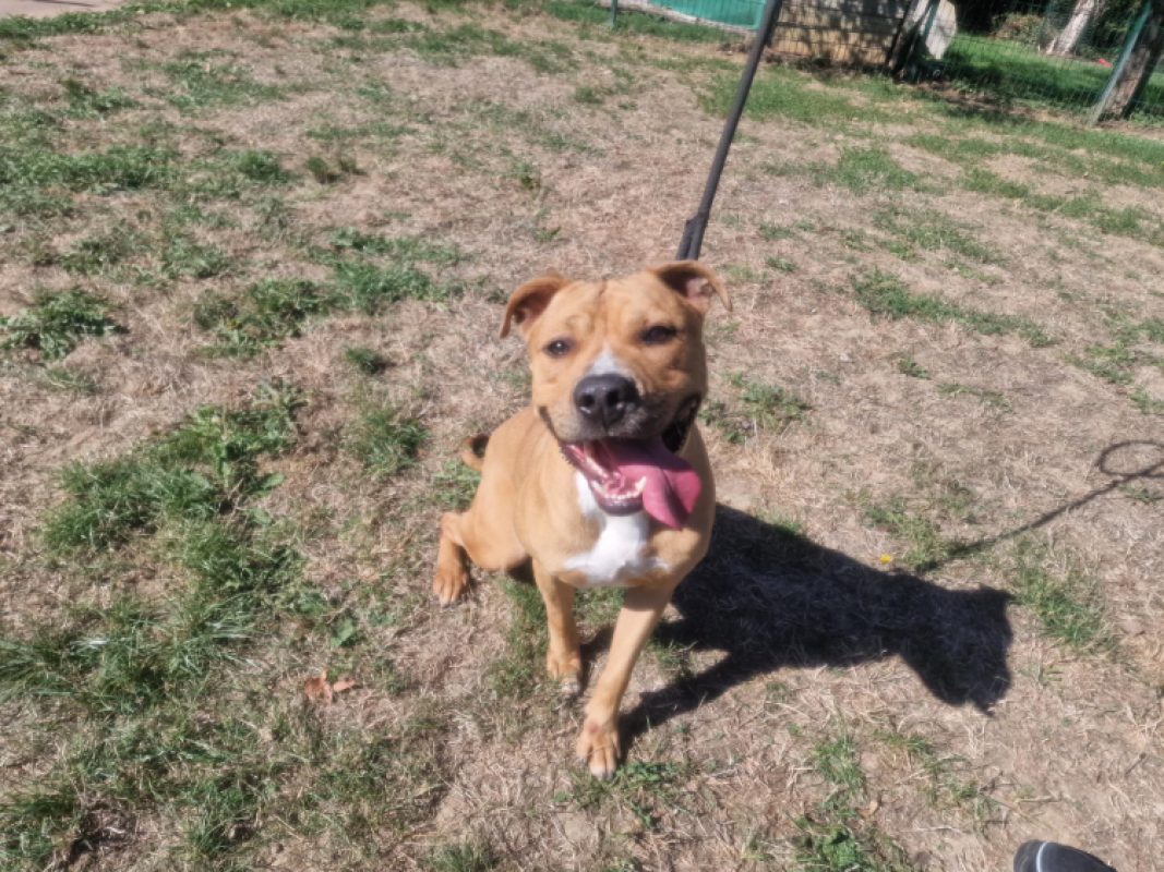 Swing - Chien à adopter