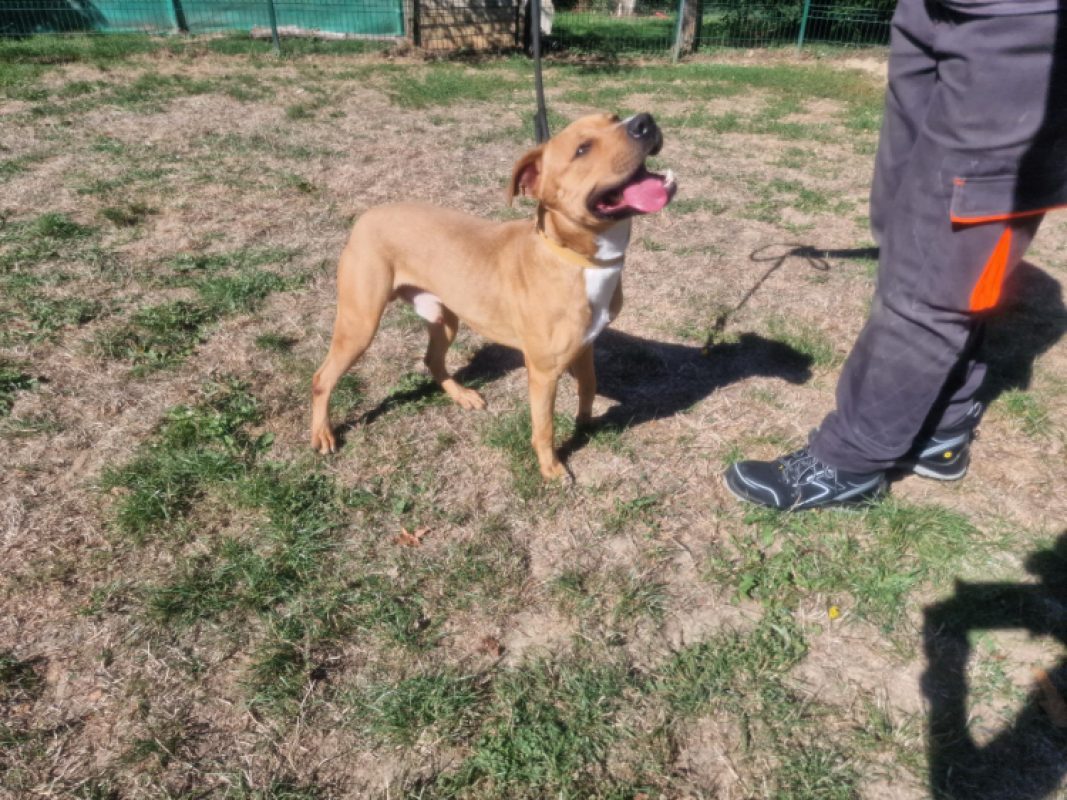 Swing - Chien à adopter - photo 2