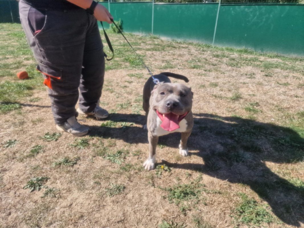 Bandit - Chien à adopter