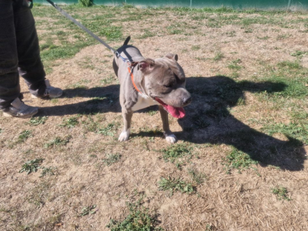 Bandit - Chien à adopter - photo 2