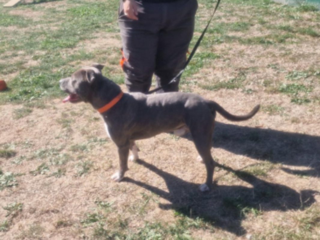 Bandit - Chien à adopter - photo 3