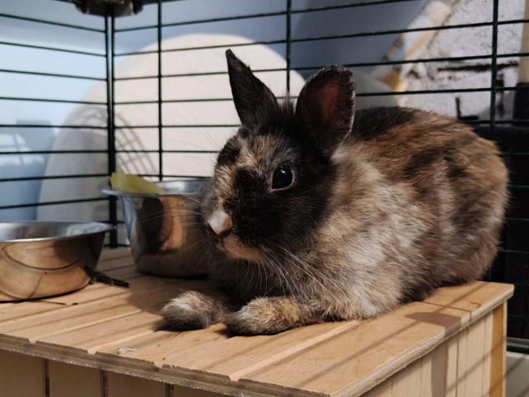 Ciboulette - Rongeur Lapin à adopter