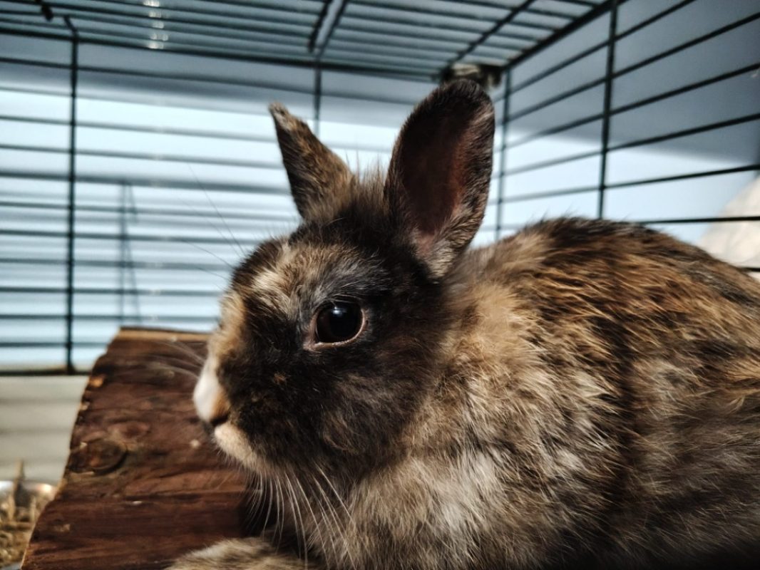 Ciboulette - Rongeur Lapin à adopter - photo 2