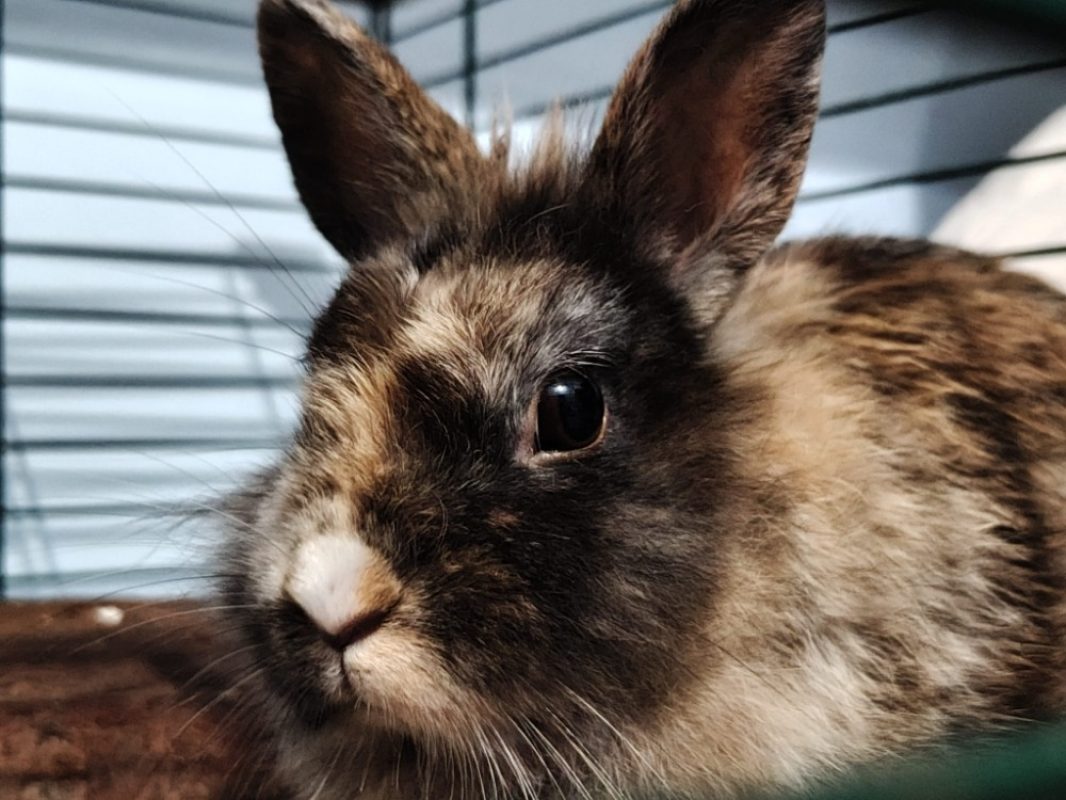 Ciboulette - Rongeur Lapin à adopter - photo 3