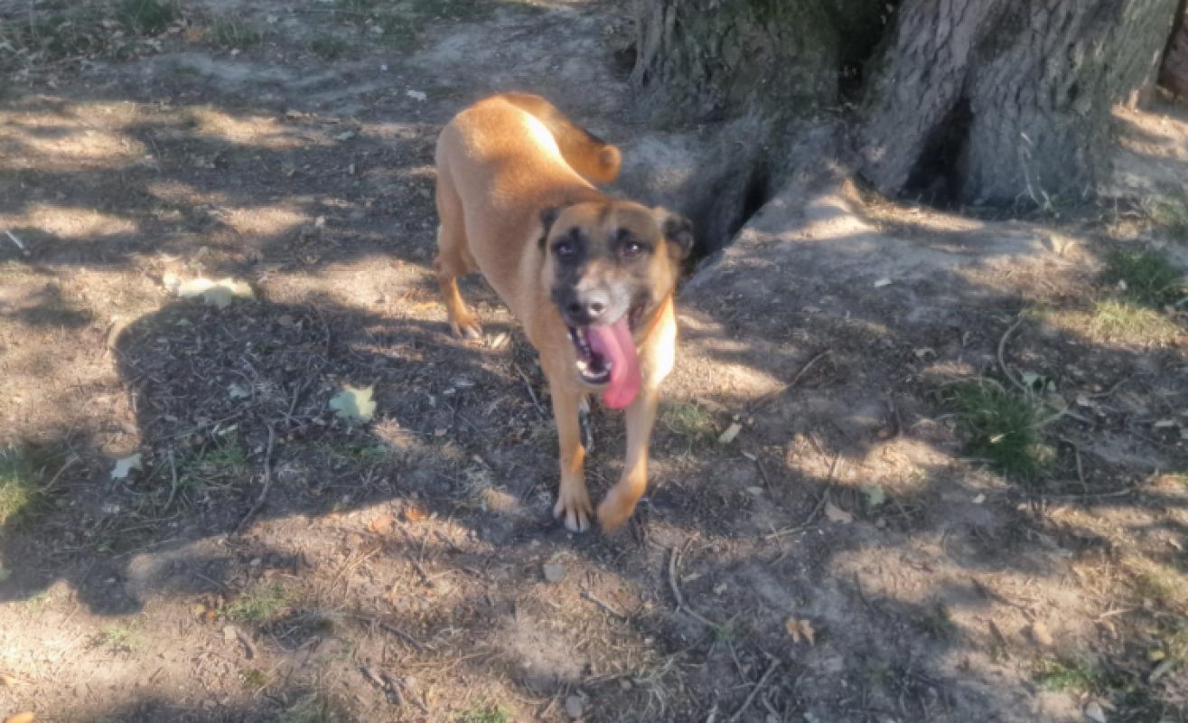 Layka - Chien Berger Belge Malinois à adopter