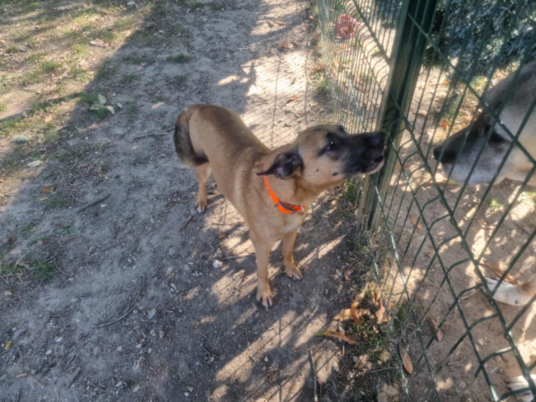 Layka - Chien Berger Belge Malinois à adopter - photo 3