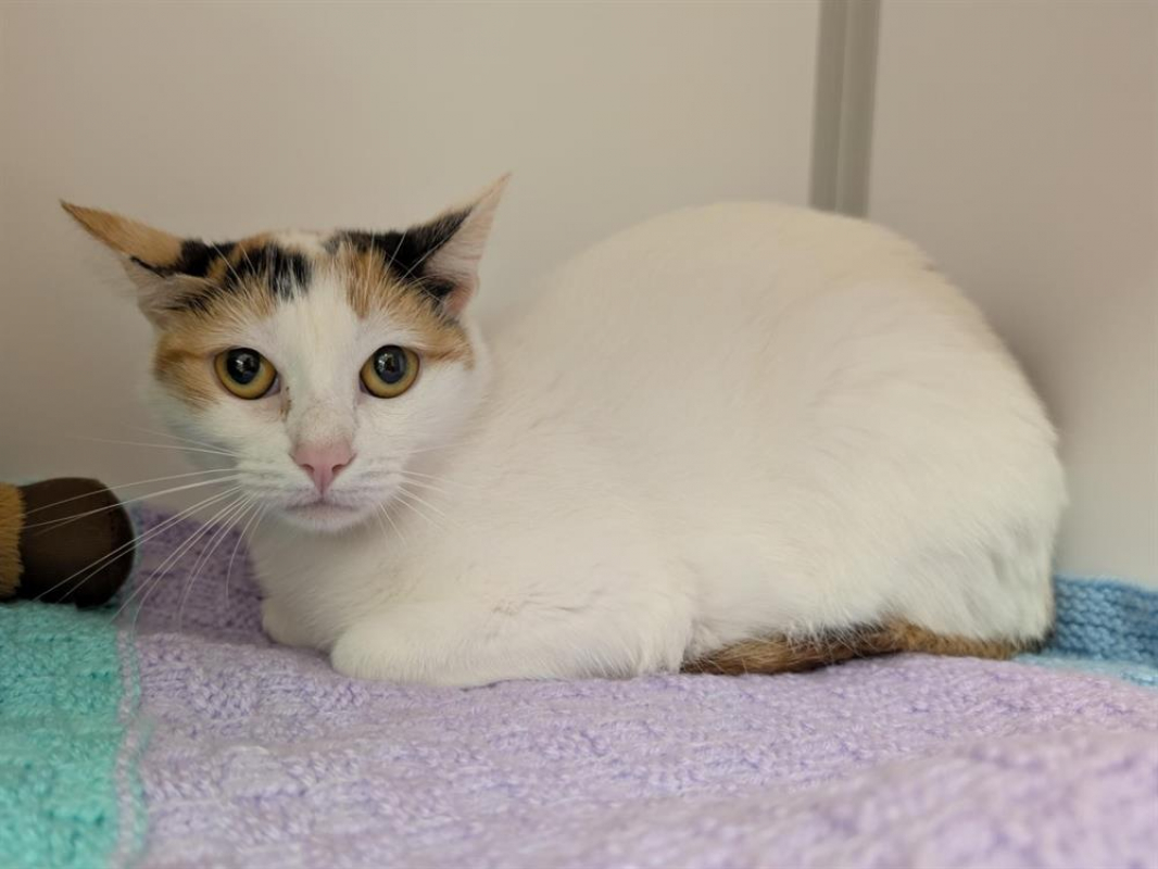 Photo #1 de Rainette