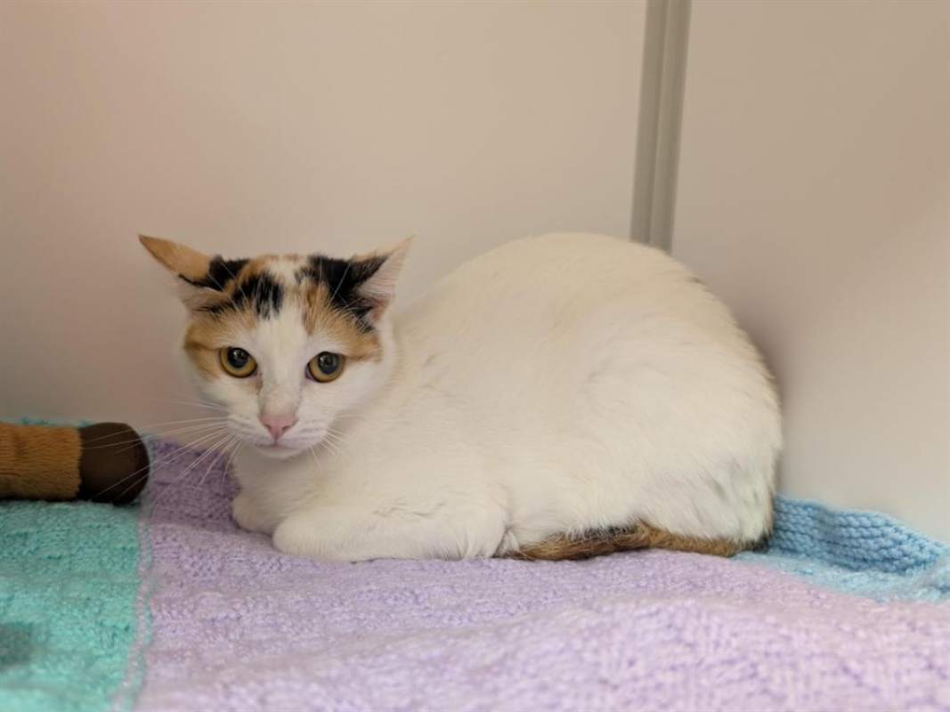 Photo #2 de Rainette