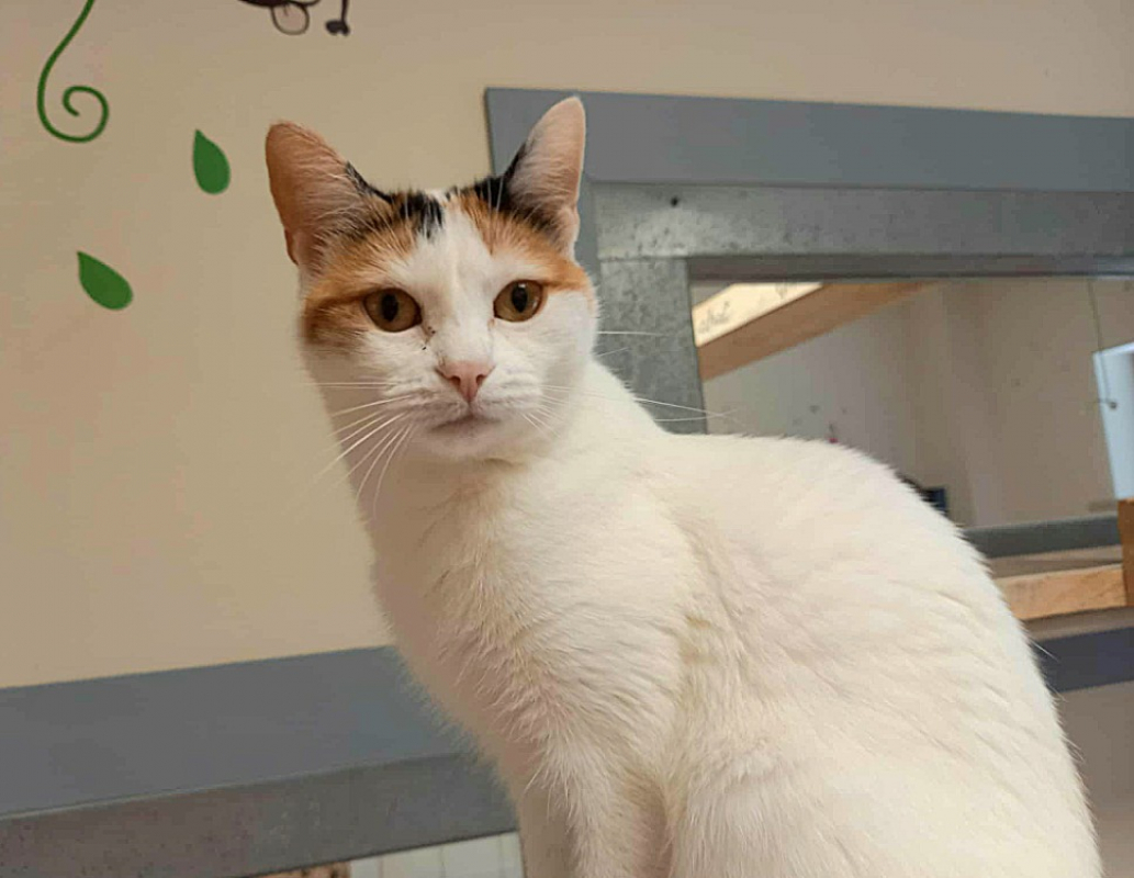 Photo #2 de Rainette