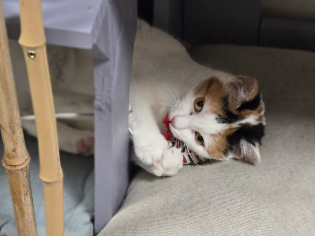 Photo #3 de Rainette