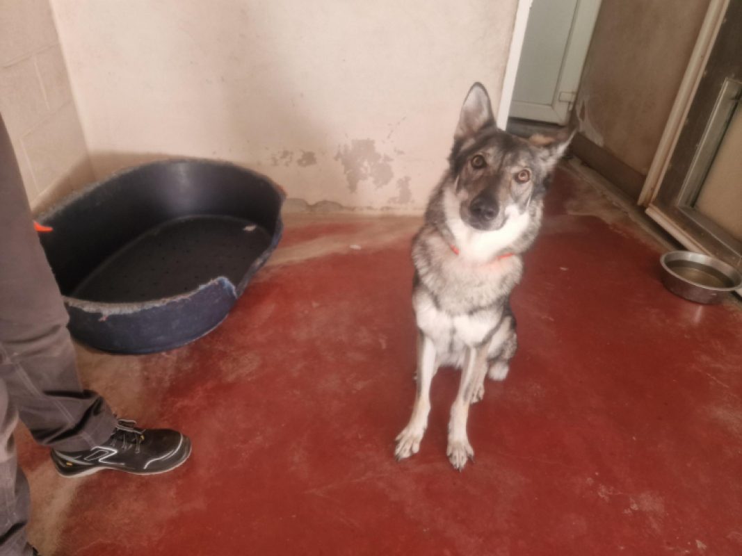 TaÏga - Chien à adopter