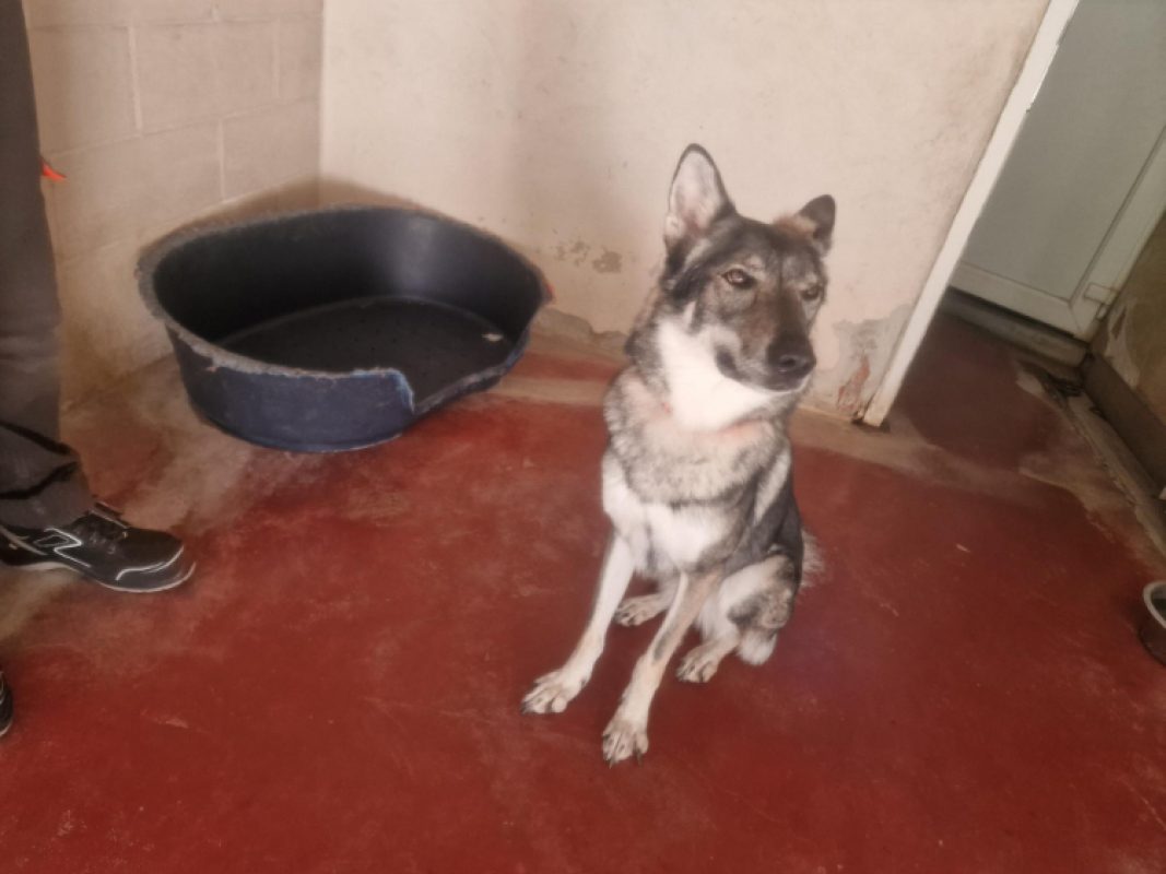 TaÏga - Chien à adopter - photo 2