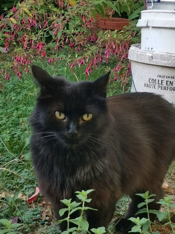 Mayvise - Chat à adopter