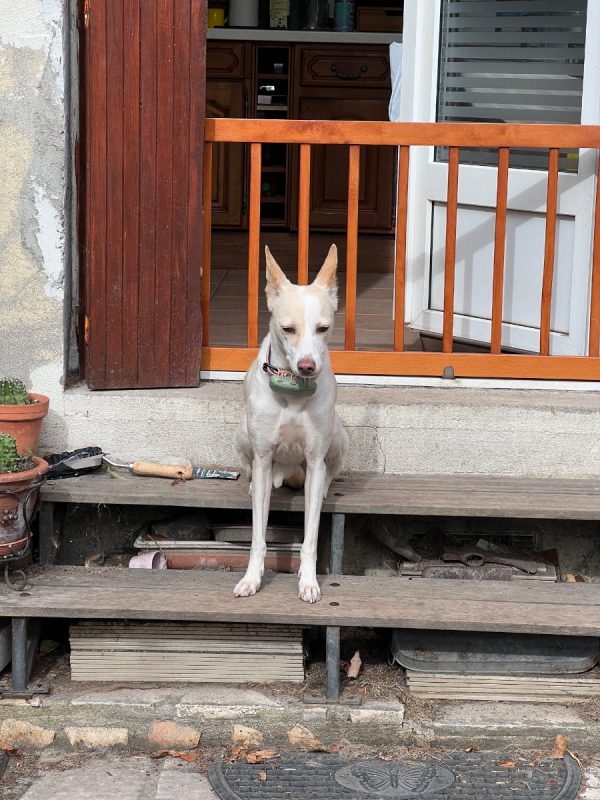 Lilou - Chien à adopter - photo 4
