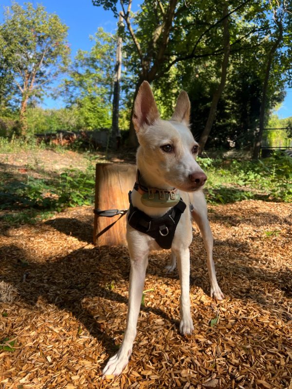 Lilou - Chien à adopter - photo 8