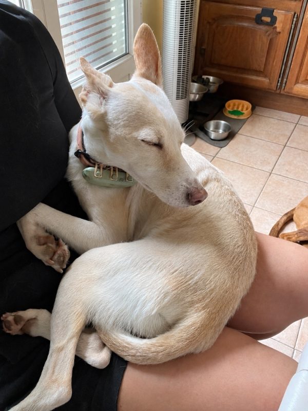 Lilou - Chien à adopter