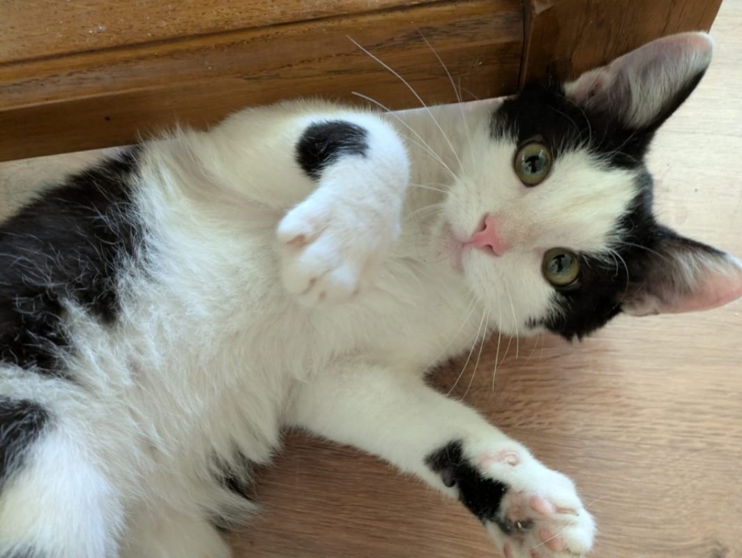 Fripon - Chat Européen à adopter