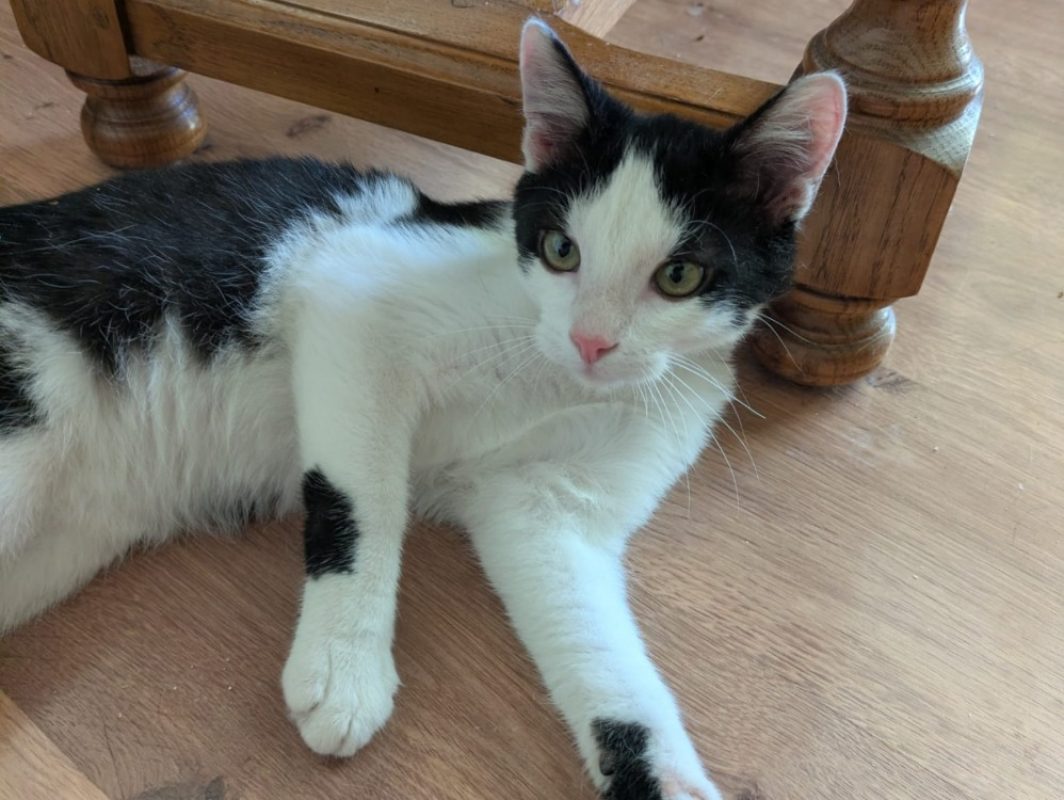 Fripon - Chat Européen à adopter - photo 2