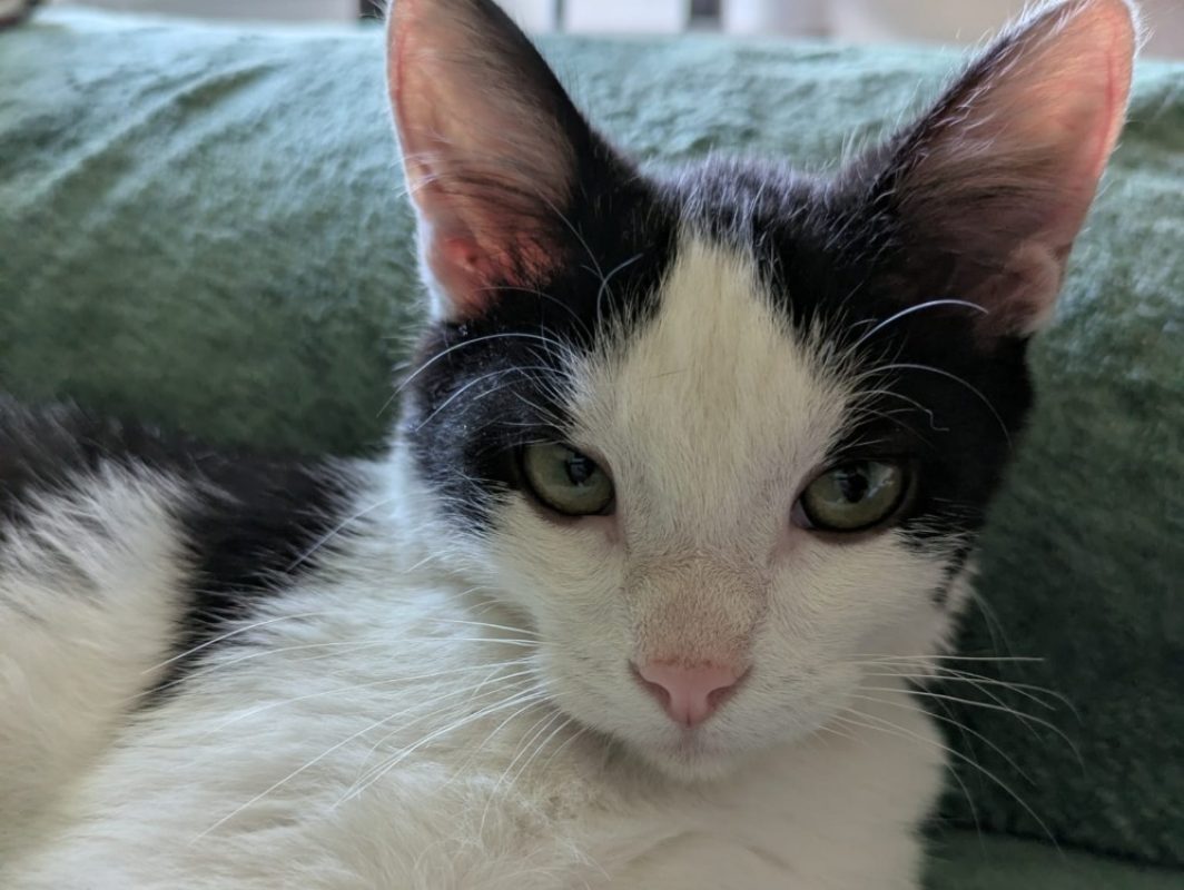 Fripon - Chat Européen à adopter - photo 3