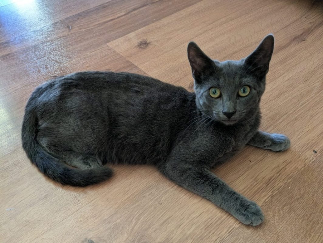Bluey - Chat Européen à adopter