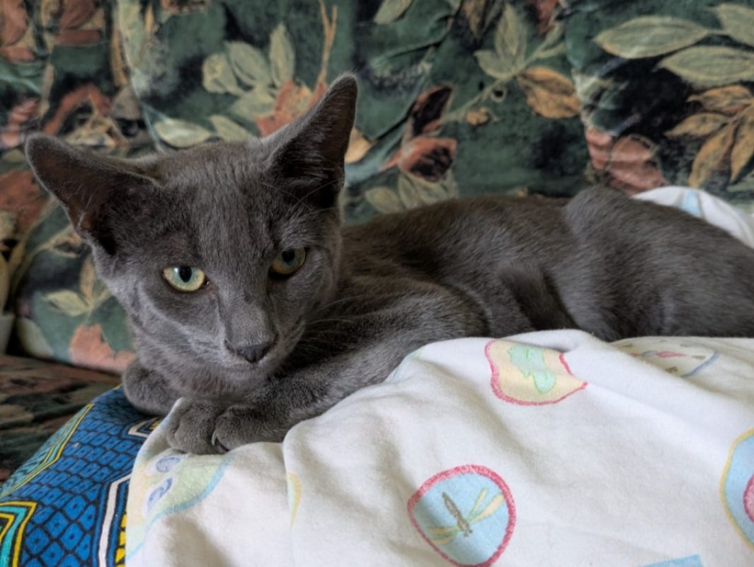 Bluey - Chat Européen à adopter - photo 2