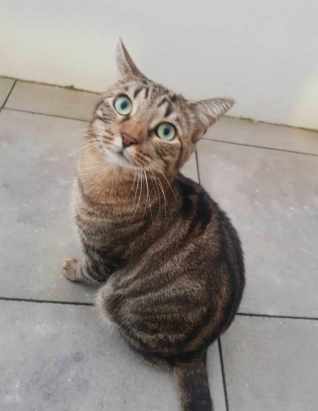 Midi et minuit - Chat Européen à adopter - photo 3