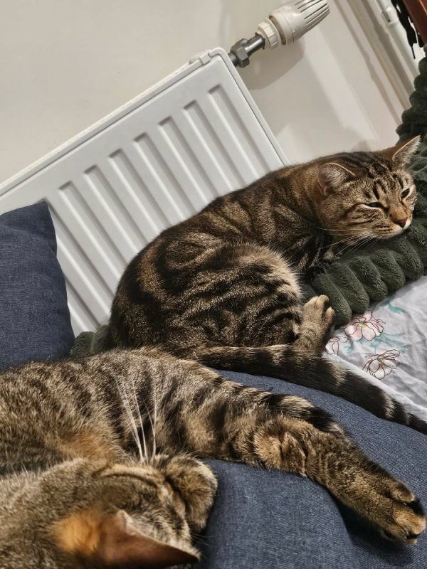 Midi et minuit - Chat Européen à adopter - photo 5