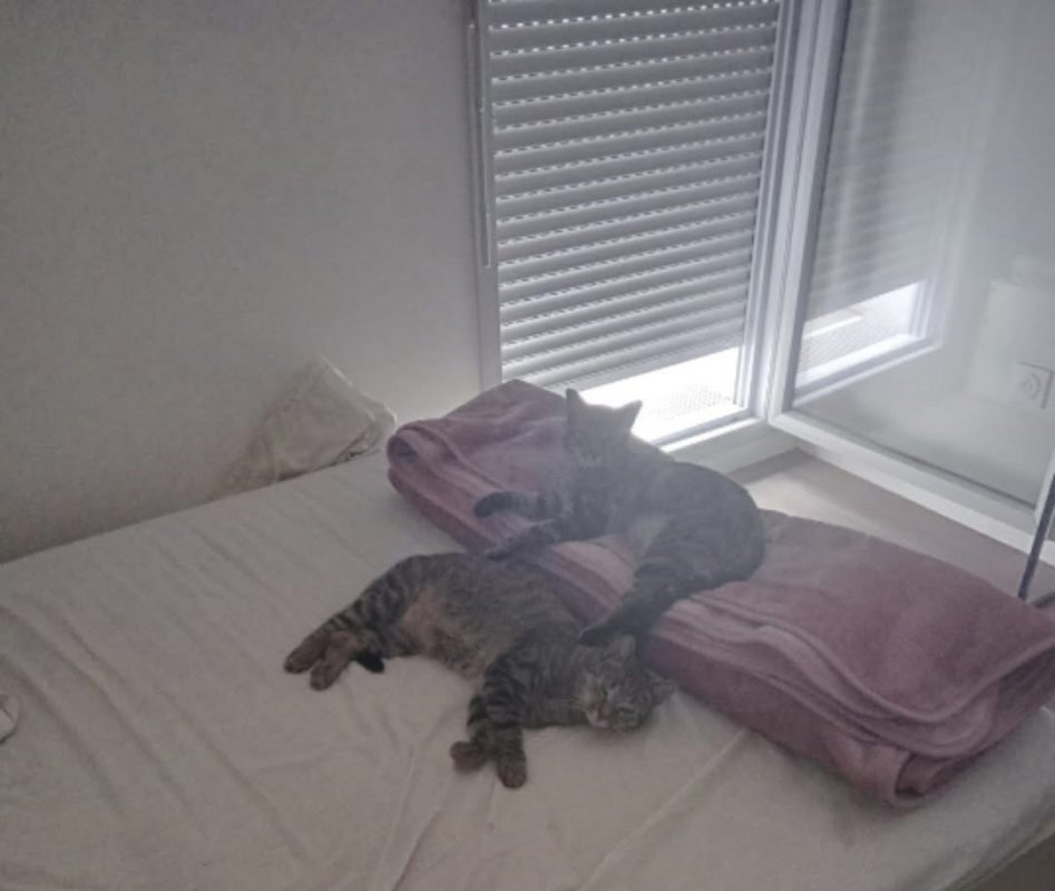 Midi et minuit - Chat Européen à adopter - photo 4