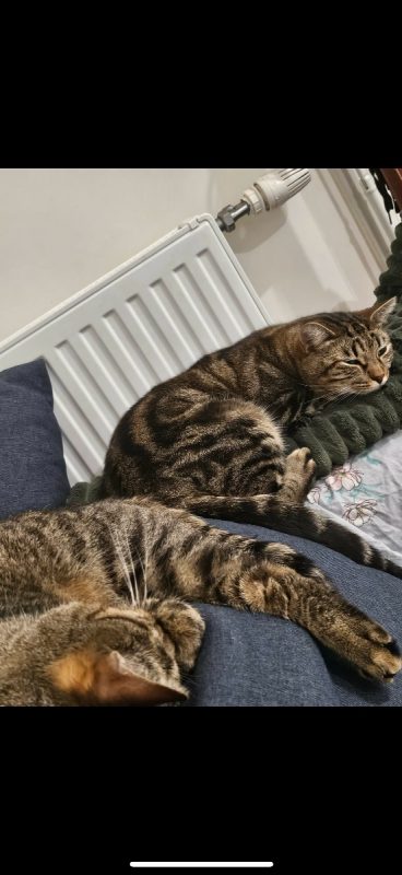Midi et minuit - Chat Européen à adopter - photo 2