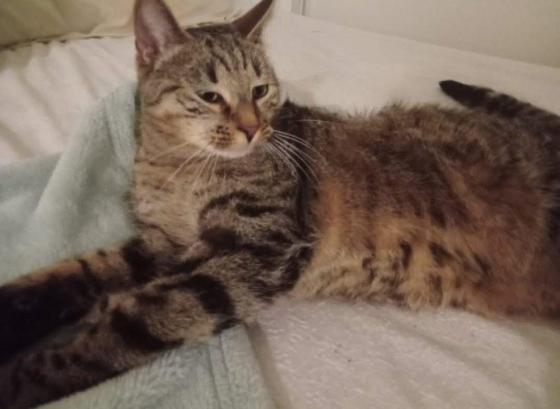 Midi et minuit - Chat Européen à adopter