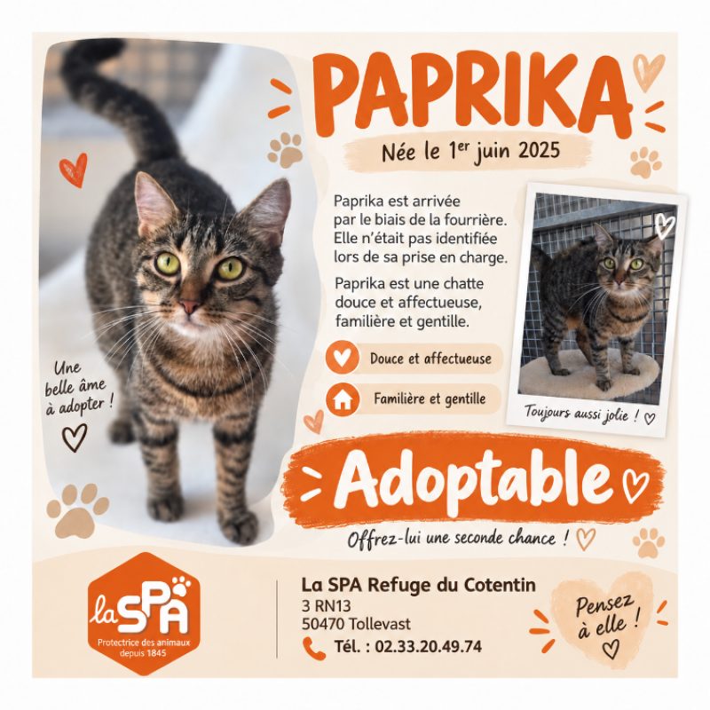 Paprika - Chat Européen à adopter