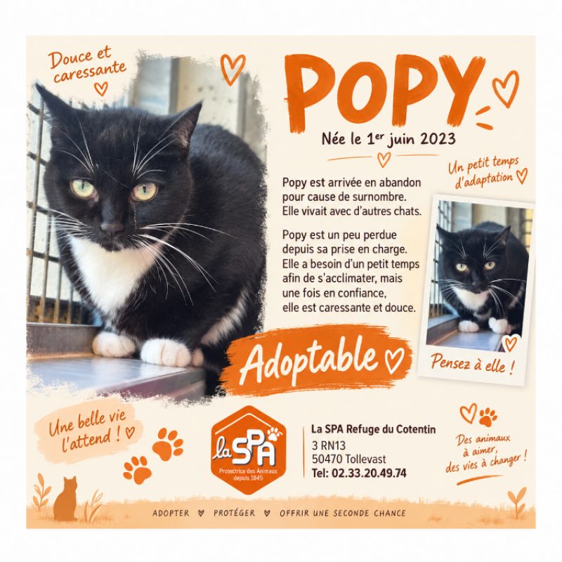 Popy - Chat Européen à adopter