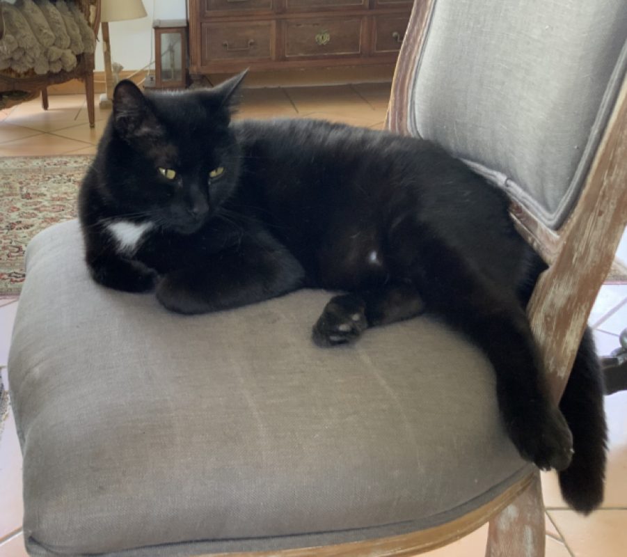 Merlin - Chat Européen à adopter