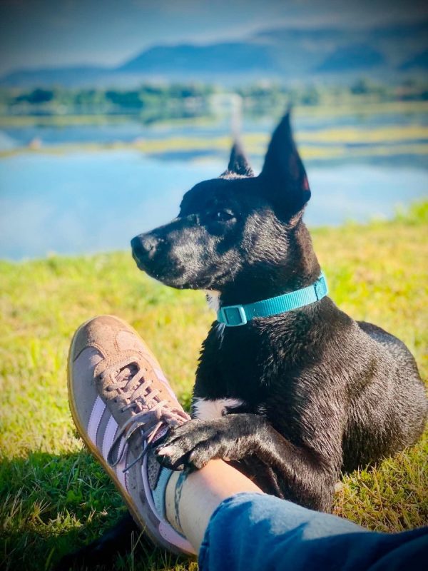 KAWA - Chien à adopter - photo 3