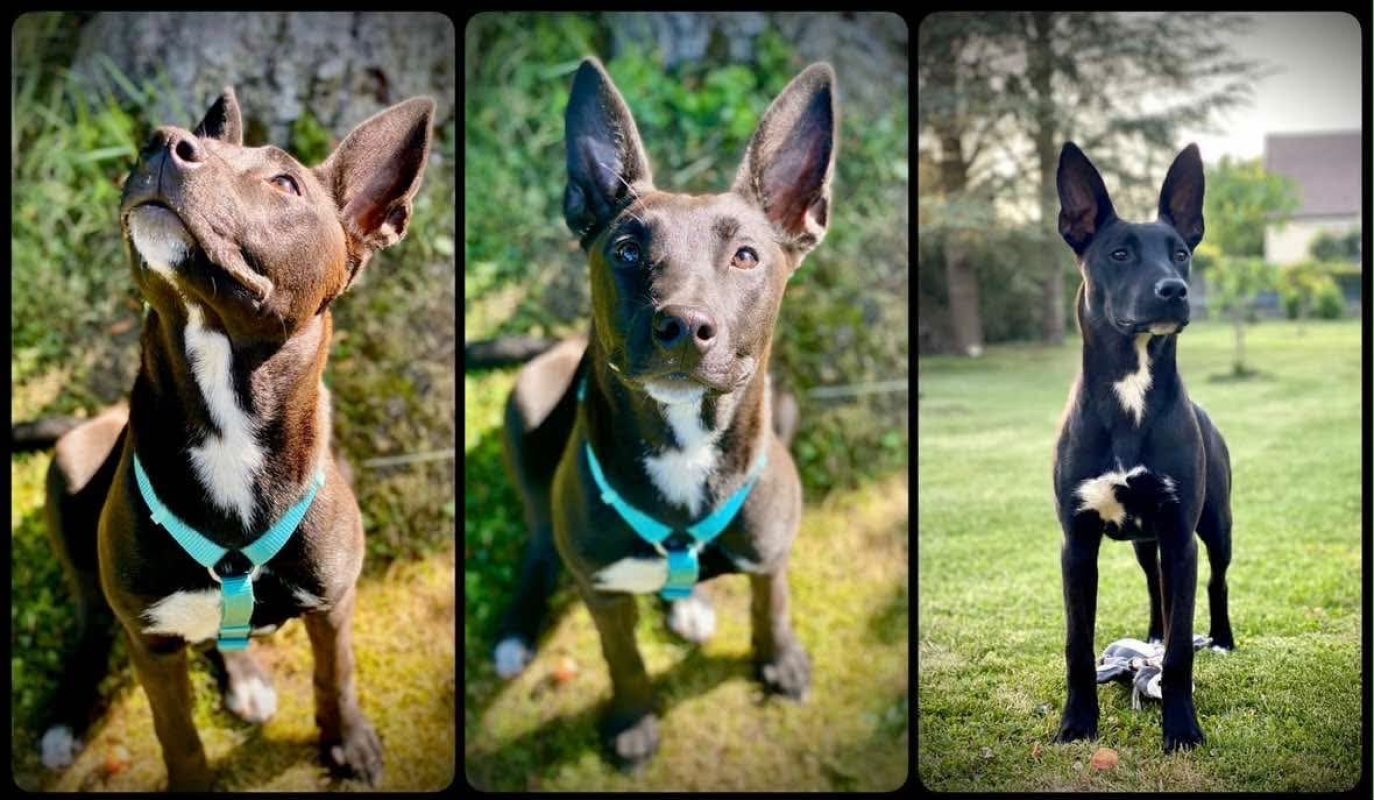 KAWA - Chien à adopter - photo 2