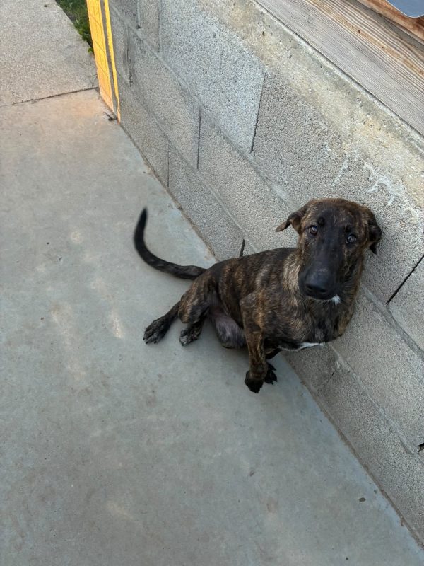 ARYA - Chien à adopter - photo 2