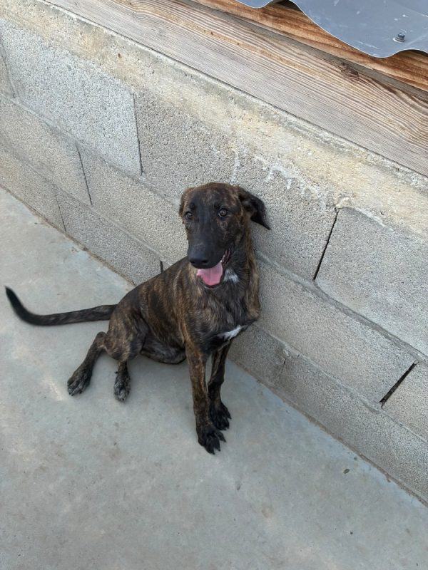 ARYA - Chien à adopter