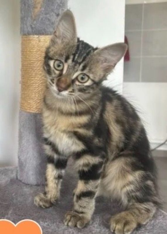MOKA - Chat Européen à adopter - photo 2