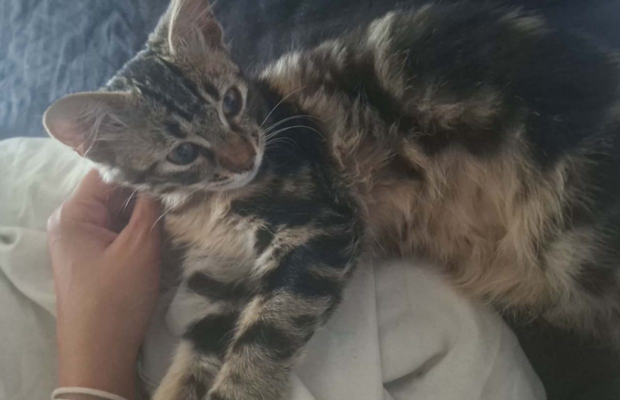 MOKA - Chat Européen à adopter