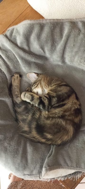 MOKA - Chat Européen à adopter - photo 4