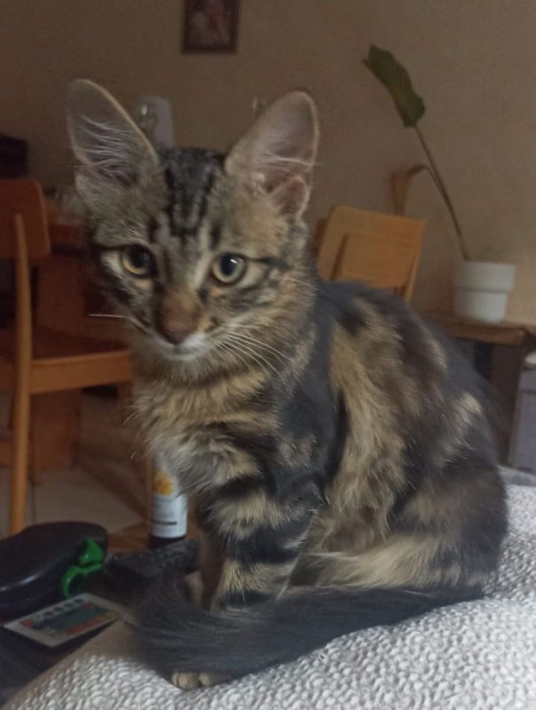 MOKA - Chat Européen à adopter - photo 3