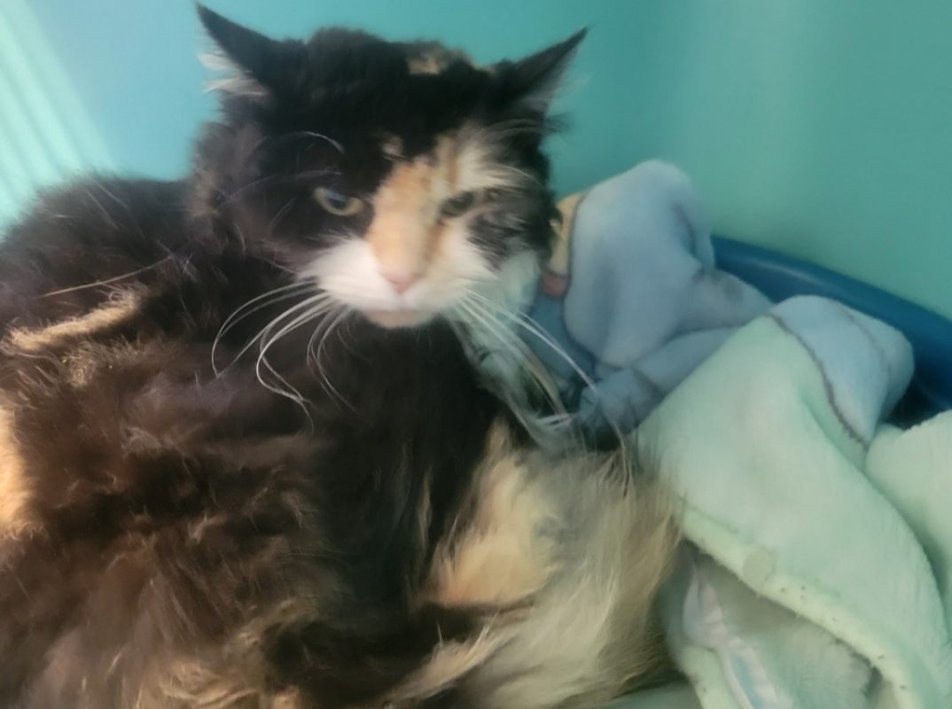 Stella - Chat Européen à adopter