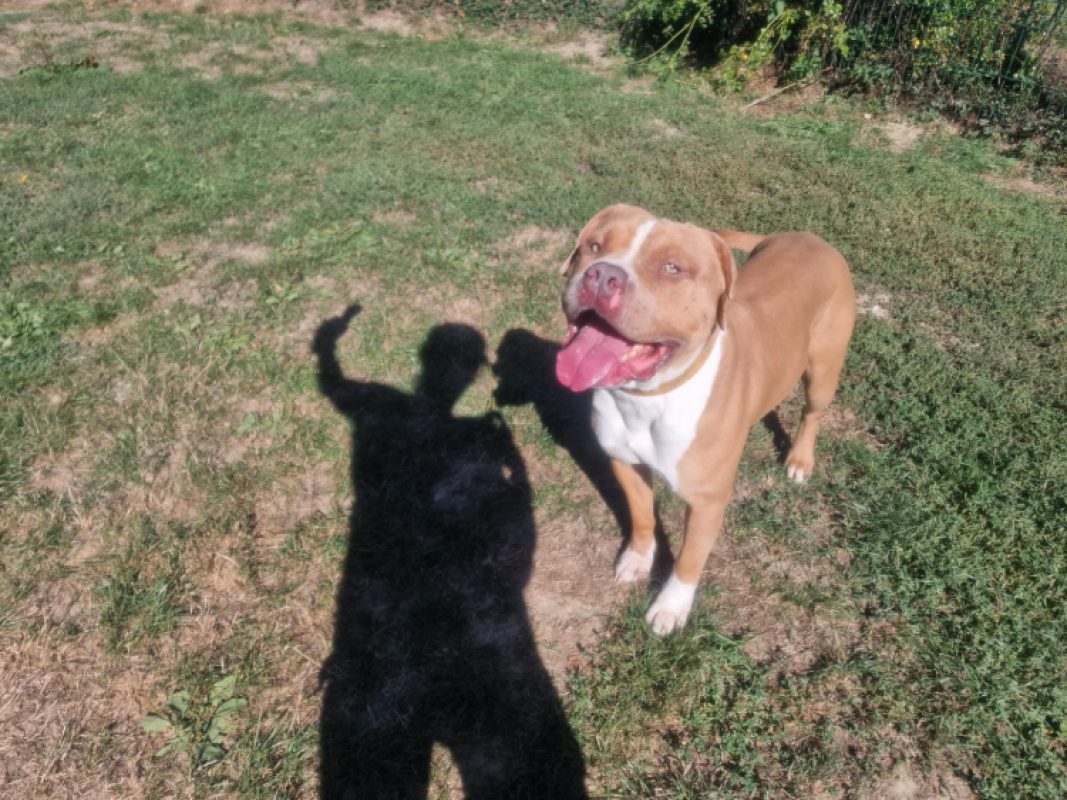 Nicolas - Chien à adopter