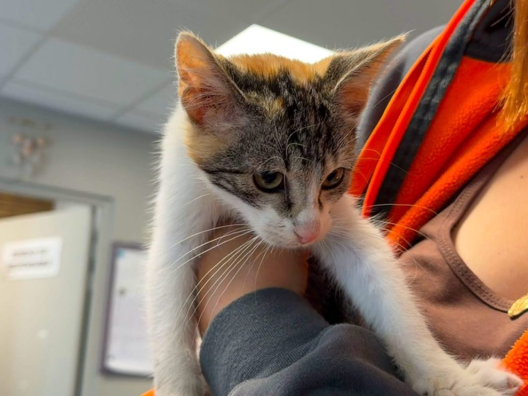 Petra - Chat Européen à adopter