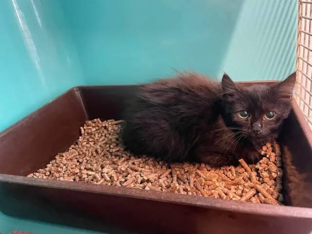 Maxoune - Chat Européen à adopter