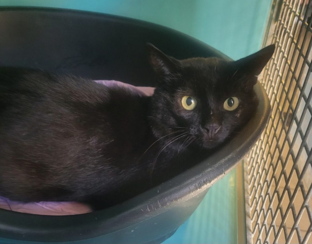 Clark - Chat Européen à adopter