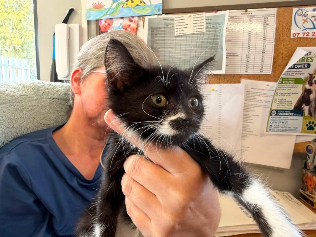 Gaya - Chat Européen à adopter