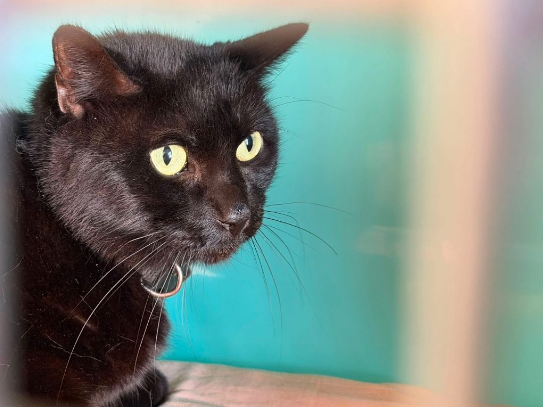 Tofu - Chat Européen à adopter