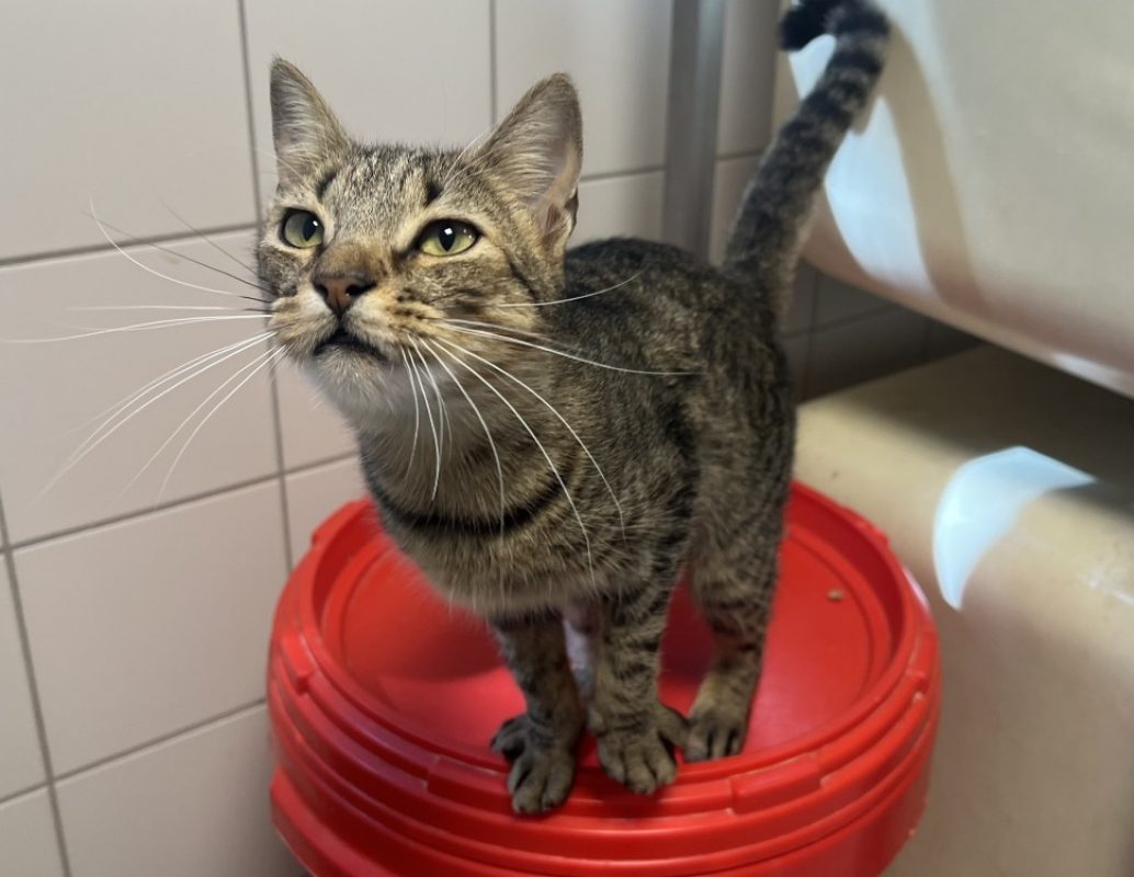Papouillette - Chat Européen à adopter